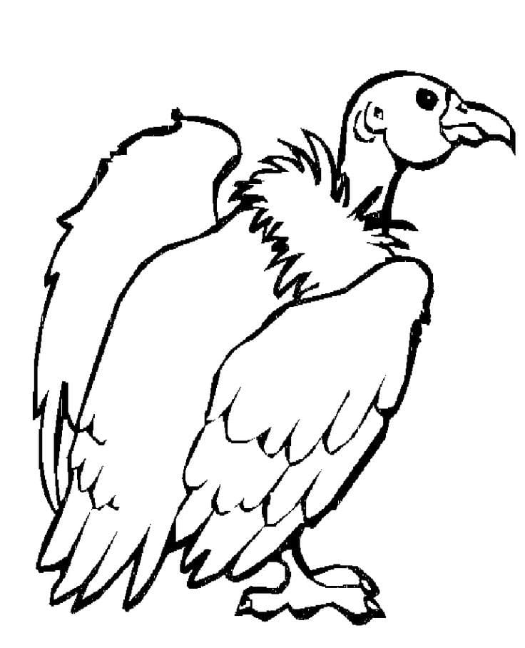 Imprimir imagem de abutre para colorir