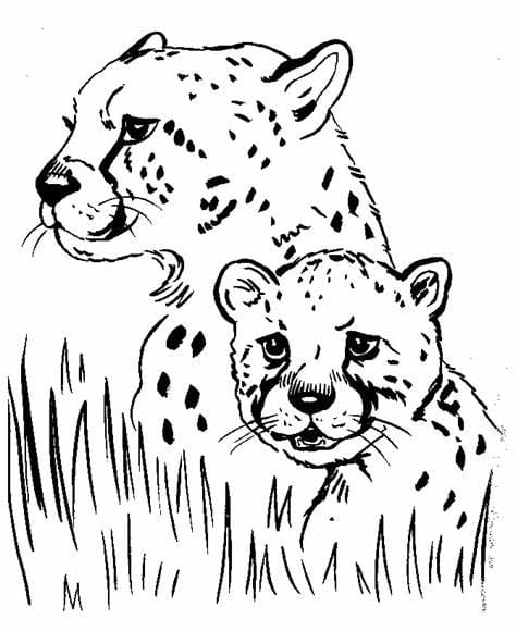 Desenhos de Jaguar para colorir