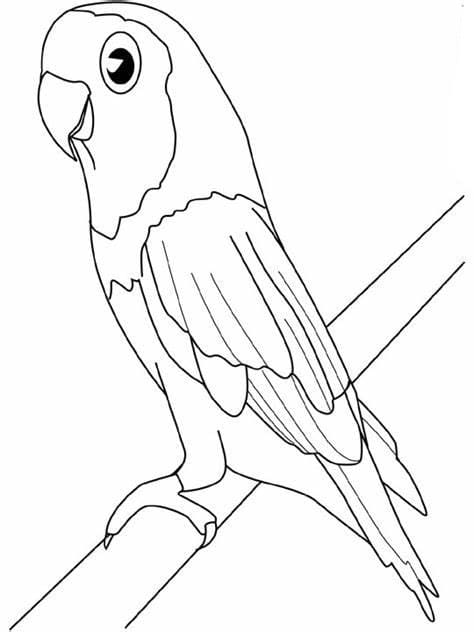 Desenhos de Periquito fofo para colorir