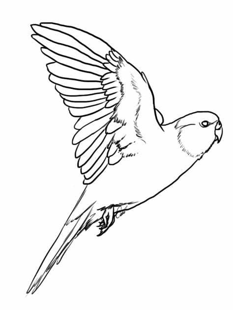 Desenhos de Periquito voando para colorir