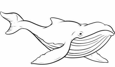 Baleias Imagem para colorir