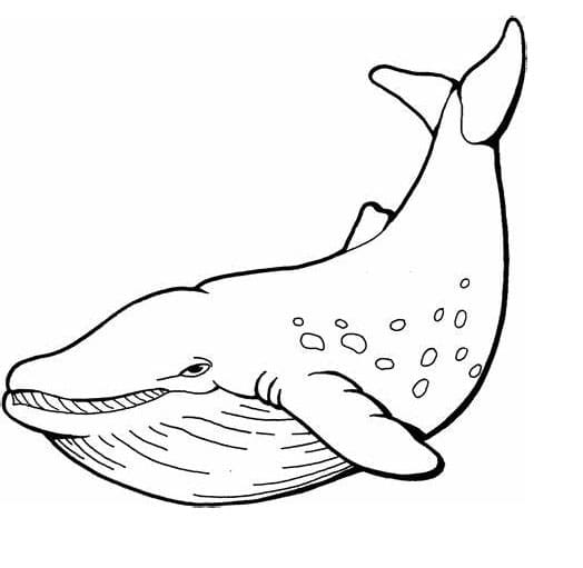 Baleias imprimíveis para colorir