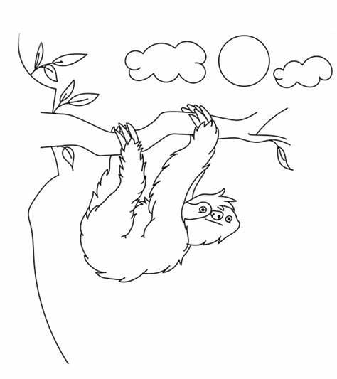 Desenhos de Contorno da imagem da preguiça para colorir