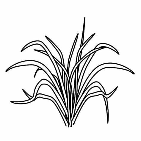 Desenhos de Contorno de grama para colorir