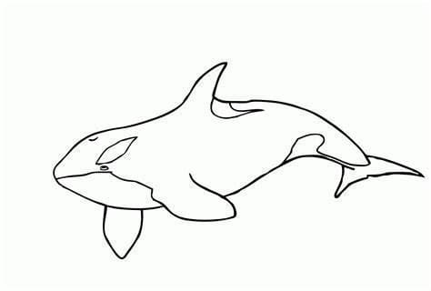 Contorno de imagem de baleias grátis para colorir