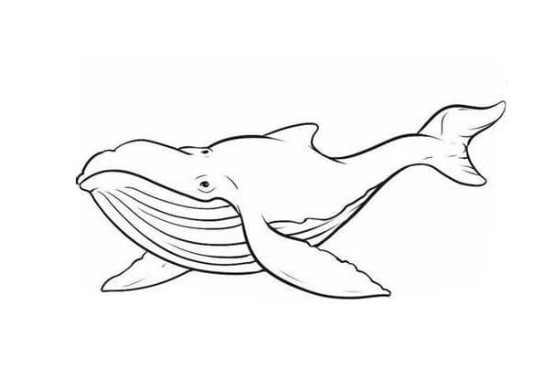 Contorno de imagem de baleias imprimível para colorir