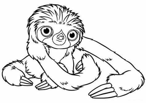 Desenhos de Contorno de imagem de preguiça grátis para colorir