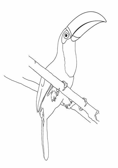 Desenhos de Contorno de imagem de tucano grátis para colorir