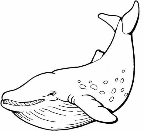 Esboço de Baleias Grátis para colorir
