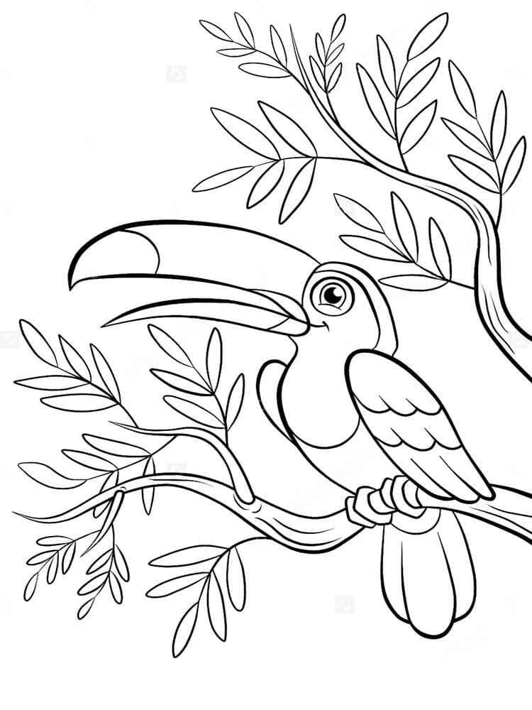 Desenhos de Imagem de Tucano HD para Colorir para colorir