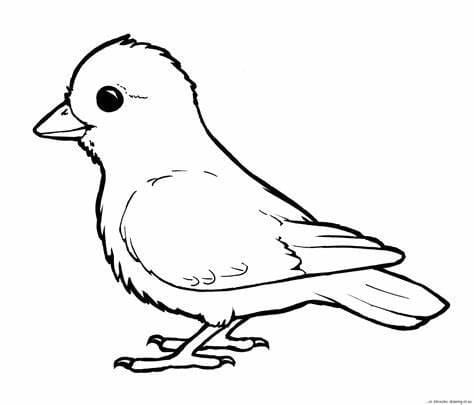 Imagem de pássaros grátis para colorir