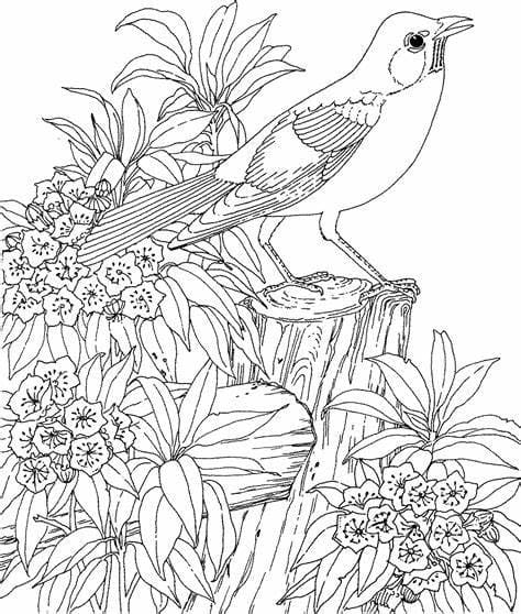 Imagem de pássaros imprimíveis para colorir