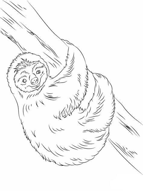 Imagem de preguiça grátis para colorir