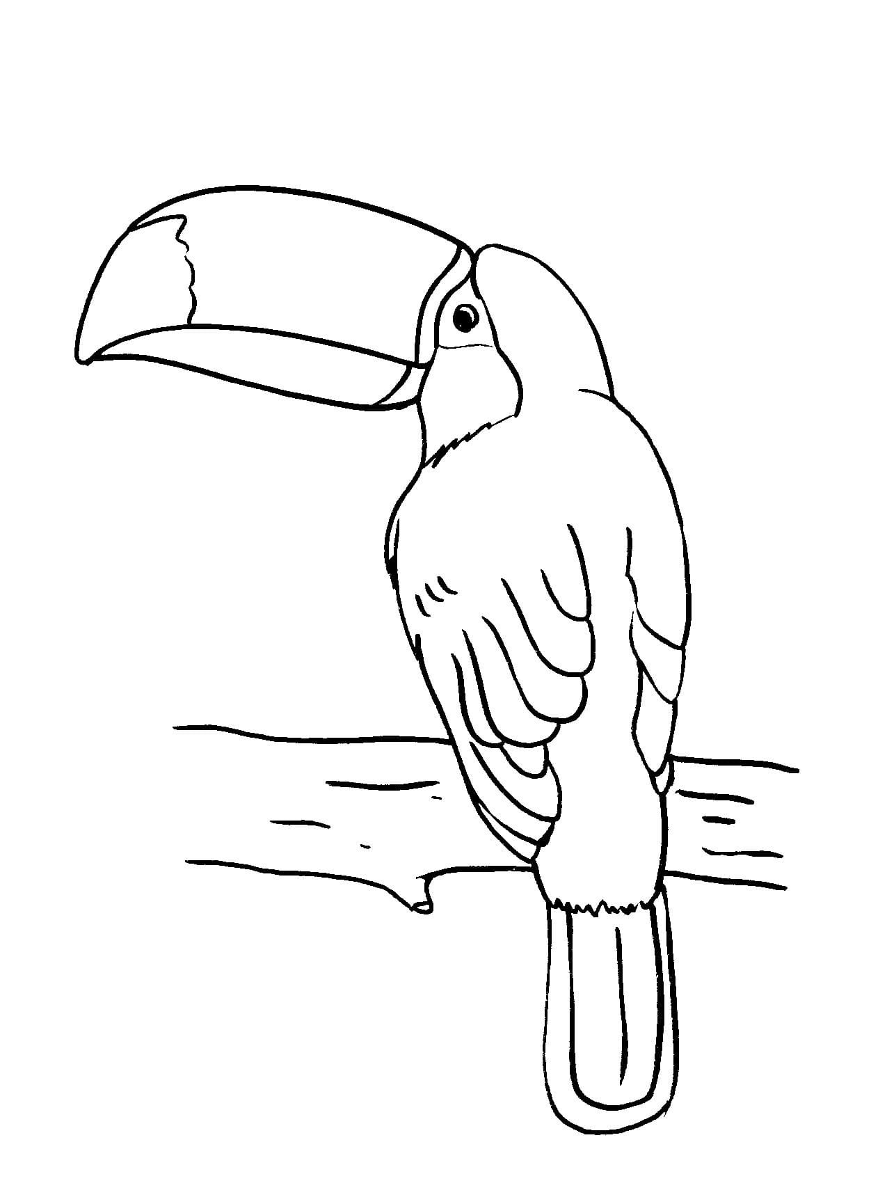 Desenhos de Imagem de tucano imprimível para colorir