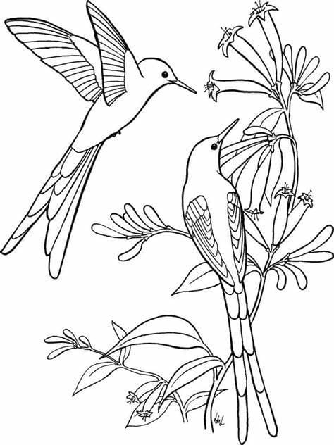 Imprimir imagem de pássaros para colorir