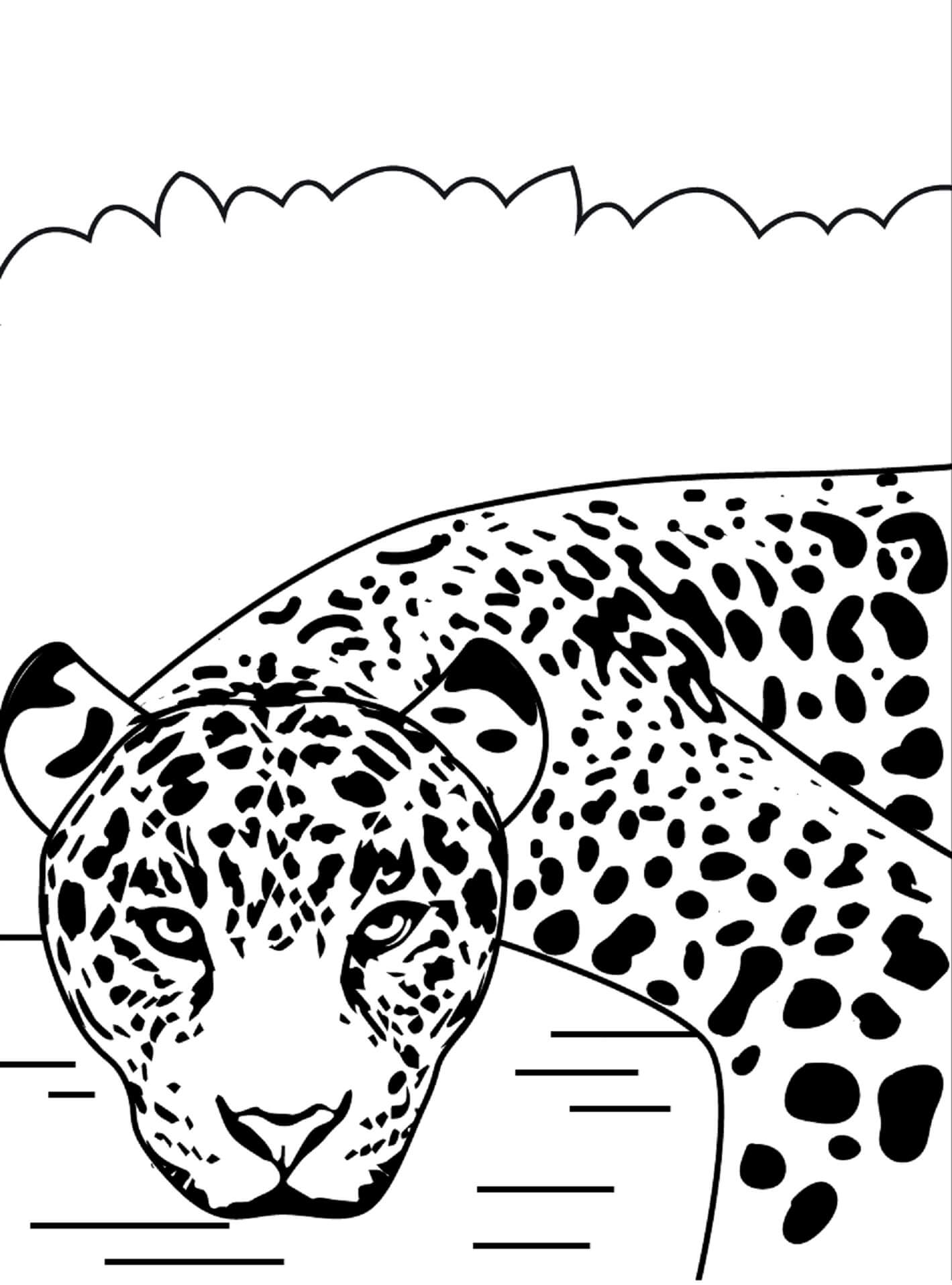 Cara De Jaguar Legal para colorir