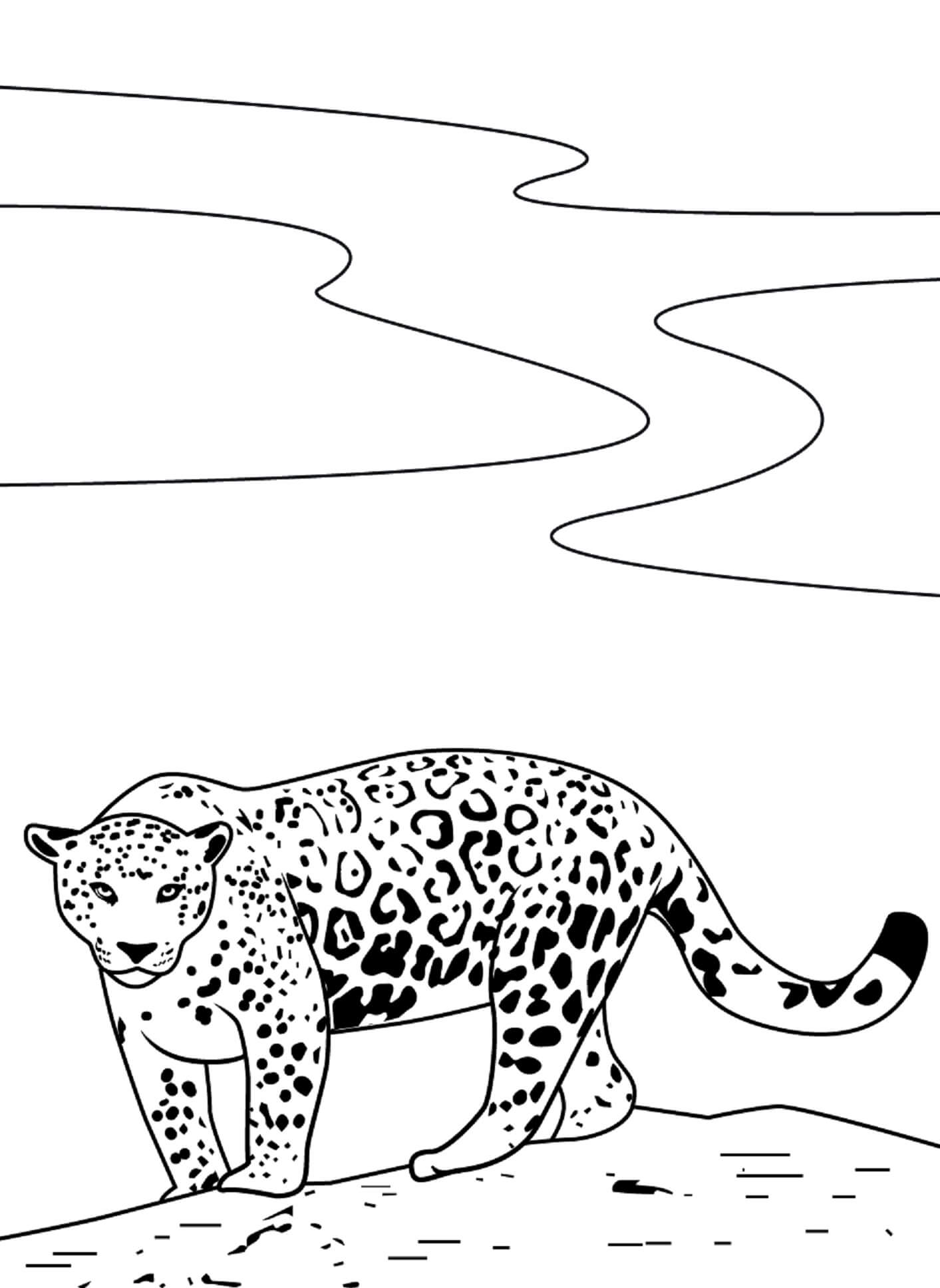 Jaguar Básico para colorir