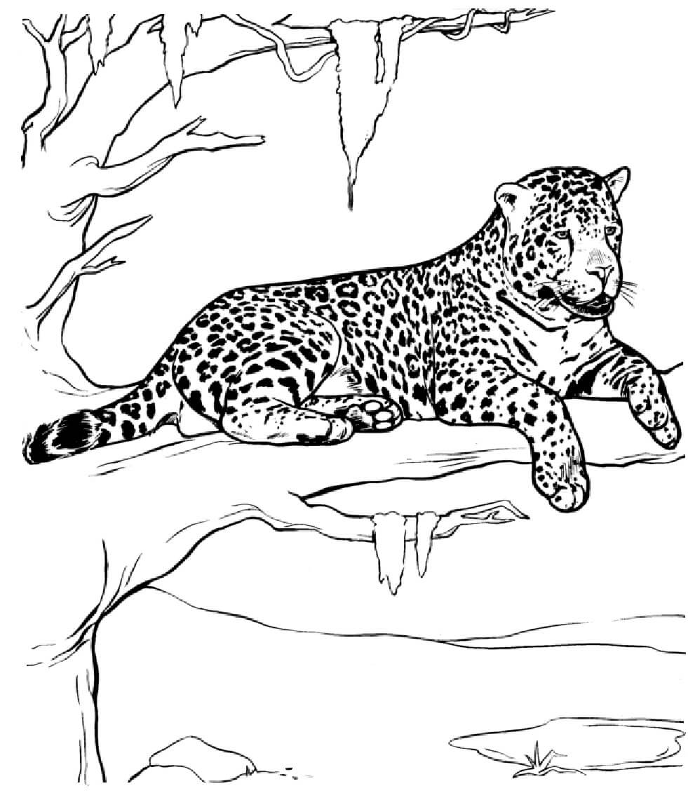 Desenhos de Jaguar Deitado Na Árvore para colorir