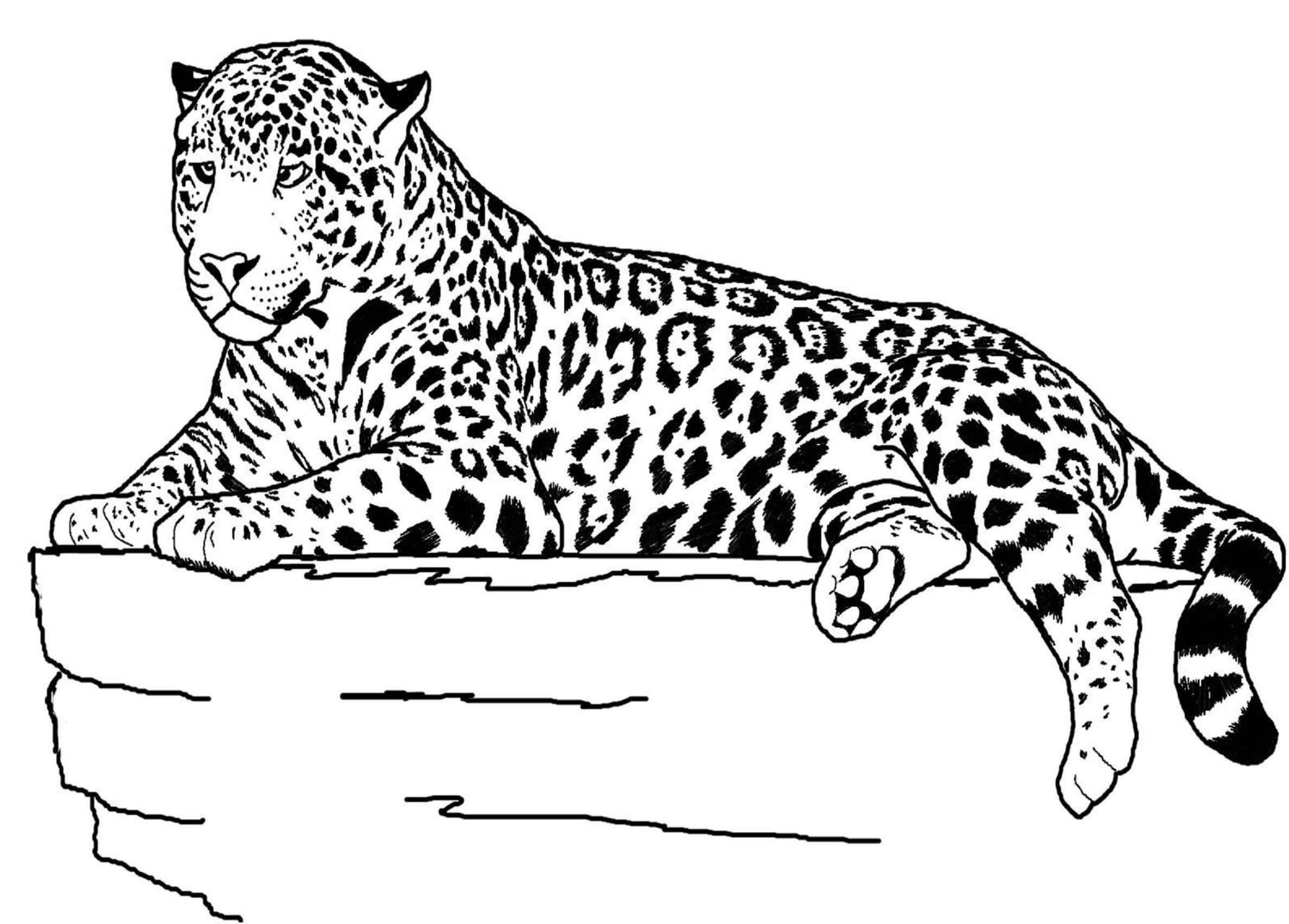 Desenhos de Jaguar Deitado Na Rocha para colorir