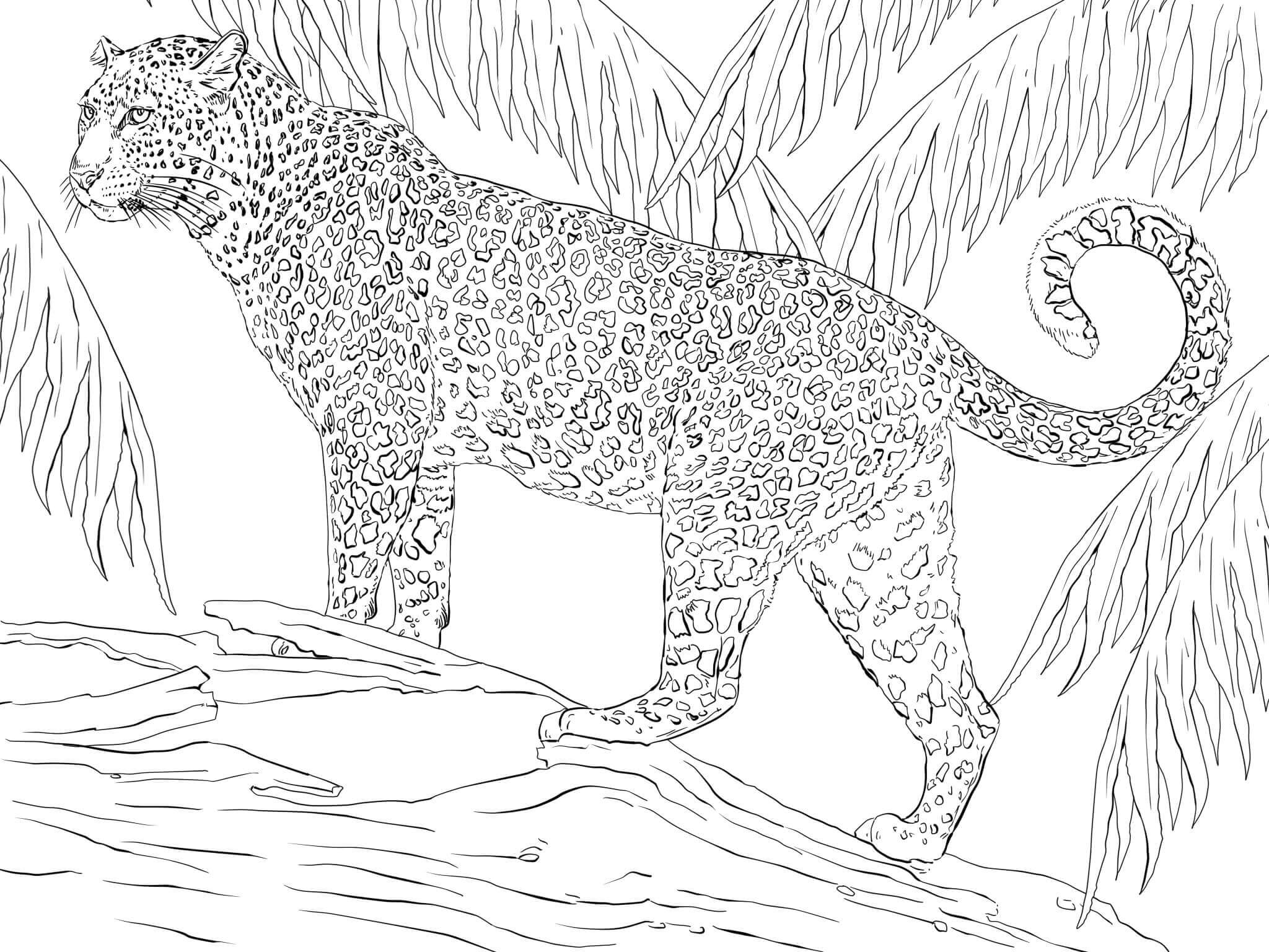 Jaguar Na Selva para colorir