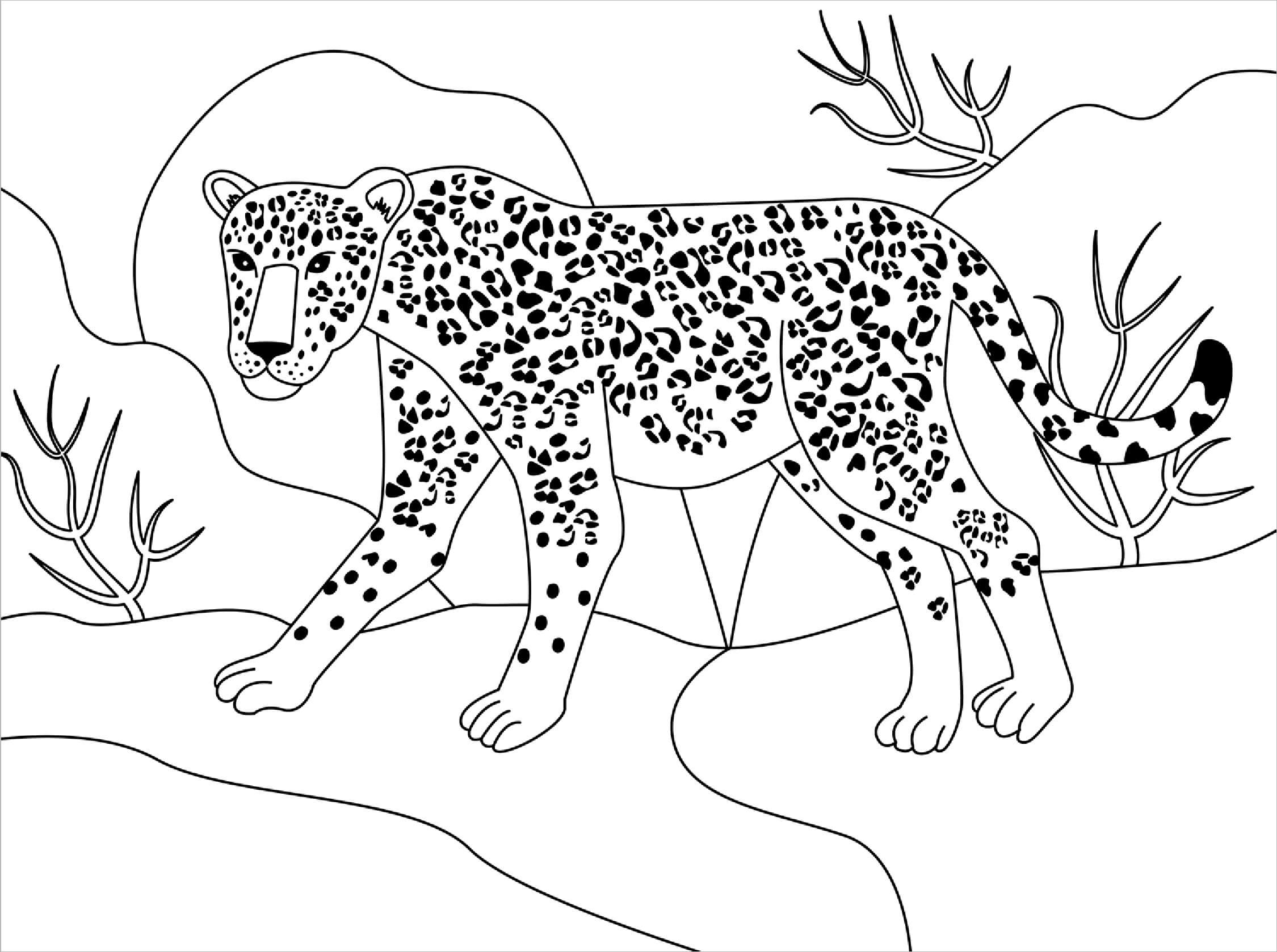 Desenhos de Jaguar Simples para colorir
