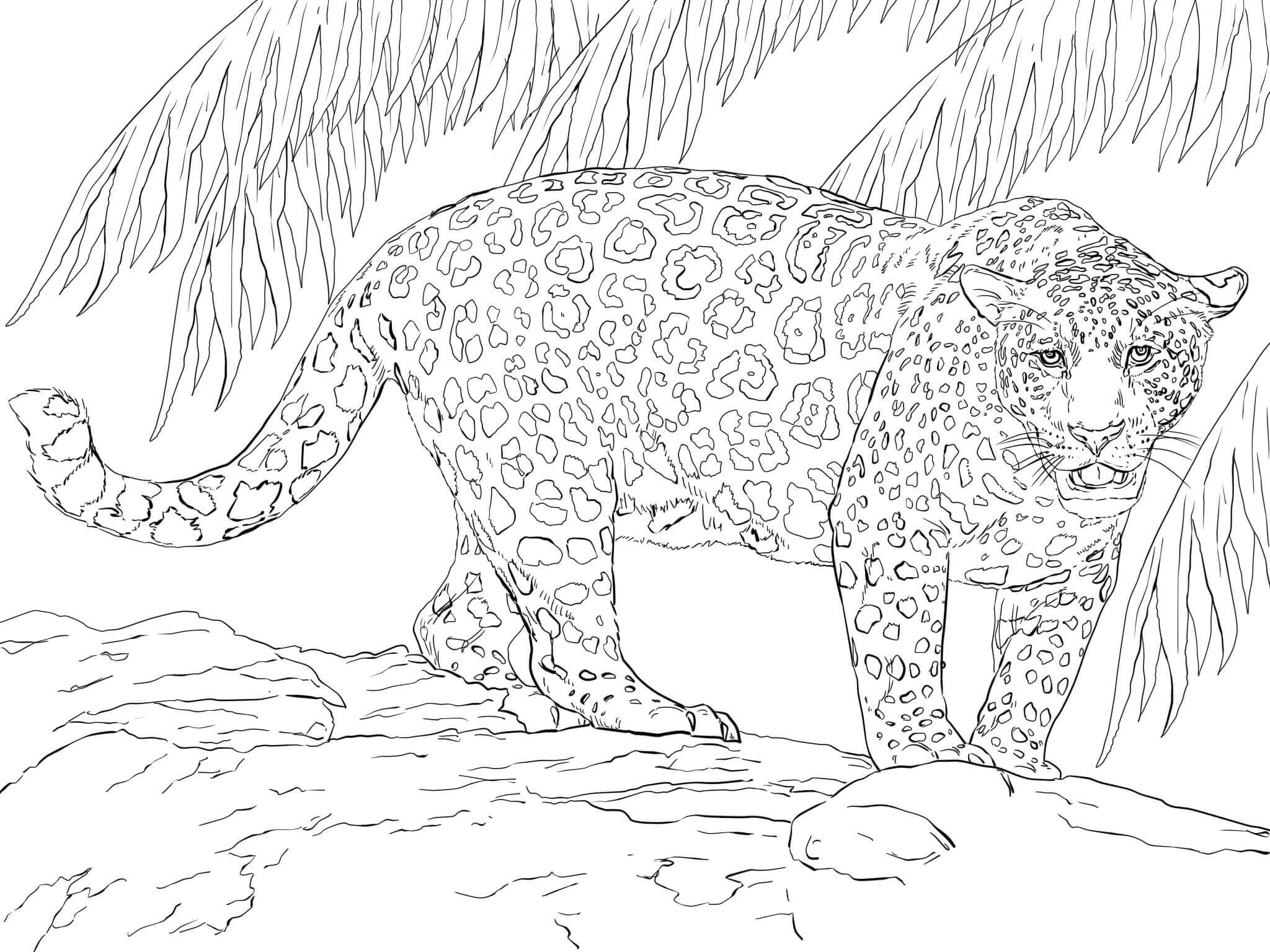 Desenhos de Legal Jaguar para colorir