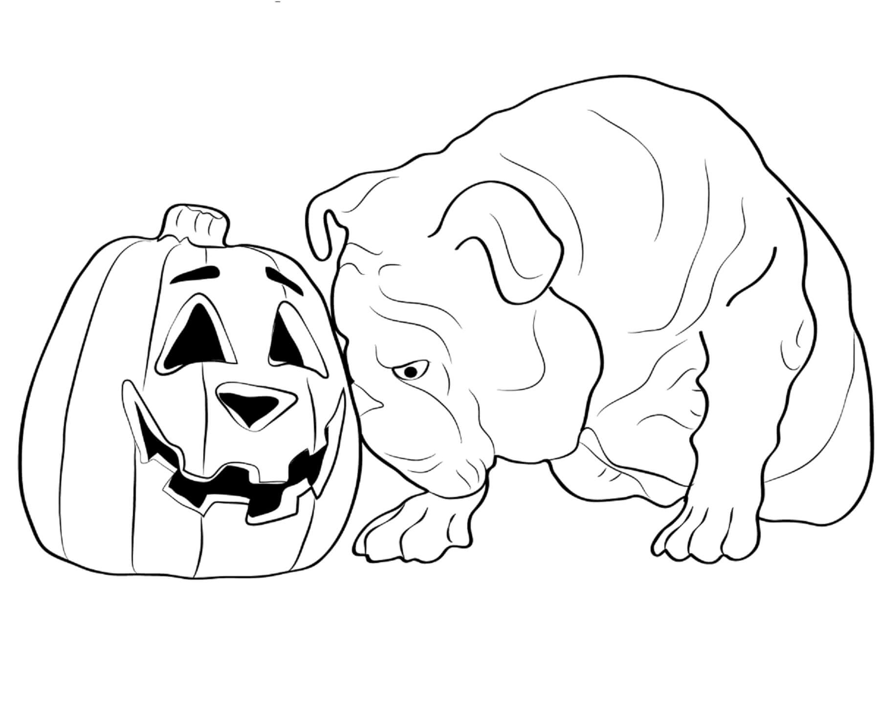 Desenhos de Buldogue E Abóbora Halloween para colorir