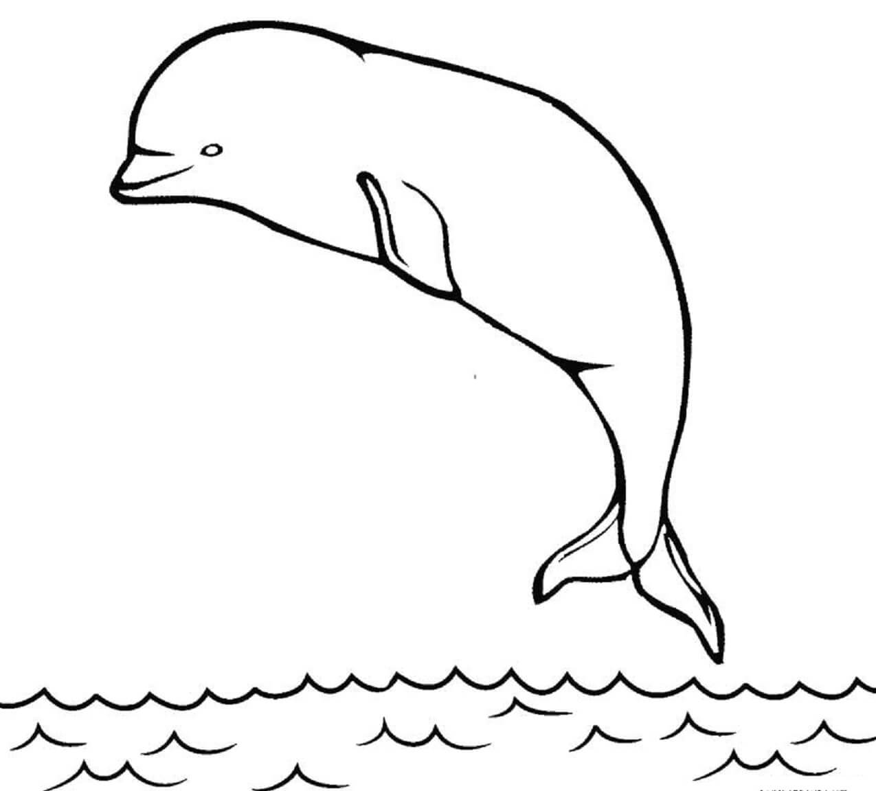 Desenhos de Salto Beluga para colorir