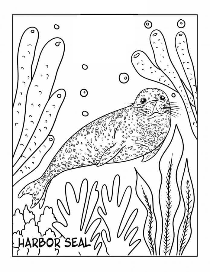 Desenhos de Leopardo Do Mar Entre Algas para colorir