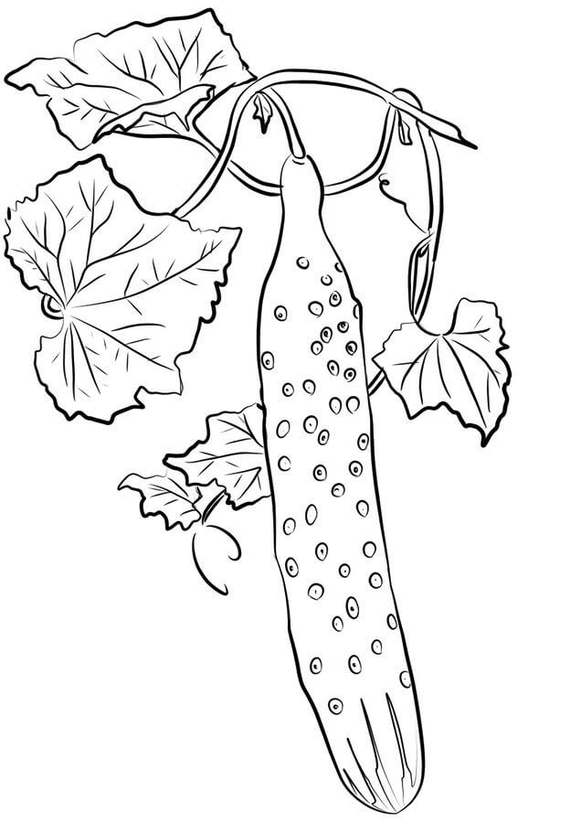 Desenhos de Pepino Primário Com Folhas para colorir