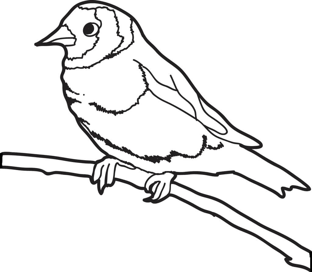 Desenhos de Desenho De Um Pardal para colorir