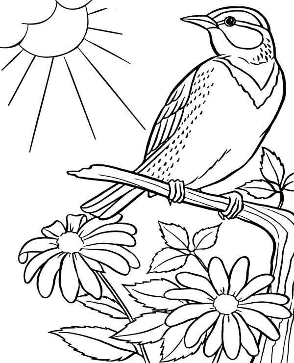 Desenhos de Lascando Pássaro Pardal para colorir