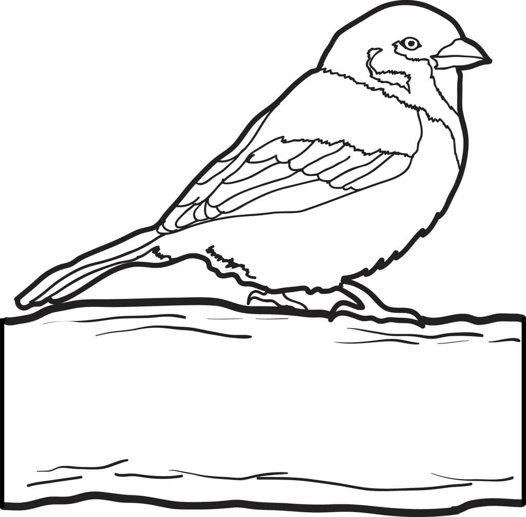Desenhos de O Esplêndido Pardal para colorir