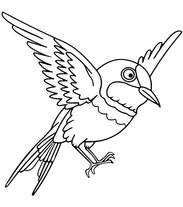 Desenhos de Pardal Voador para colorir
