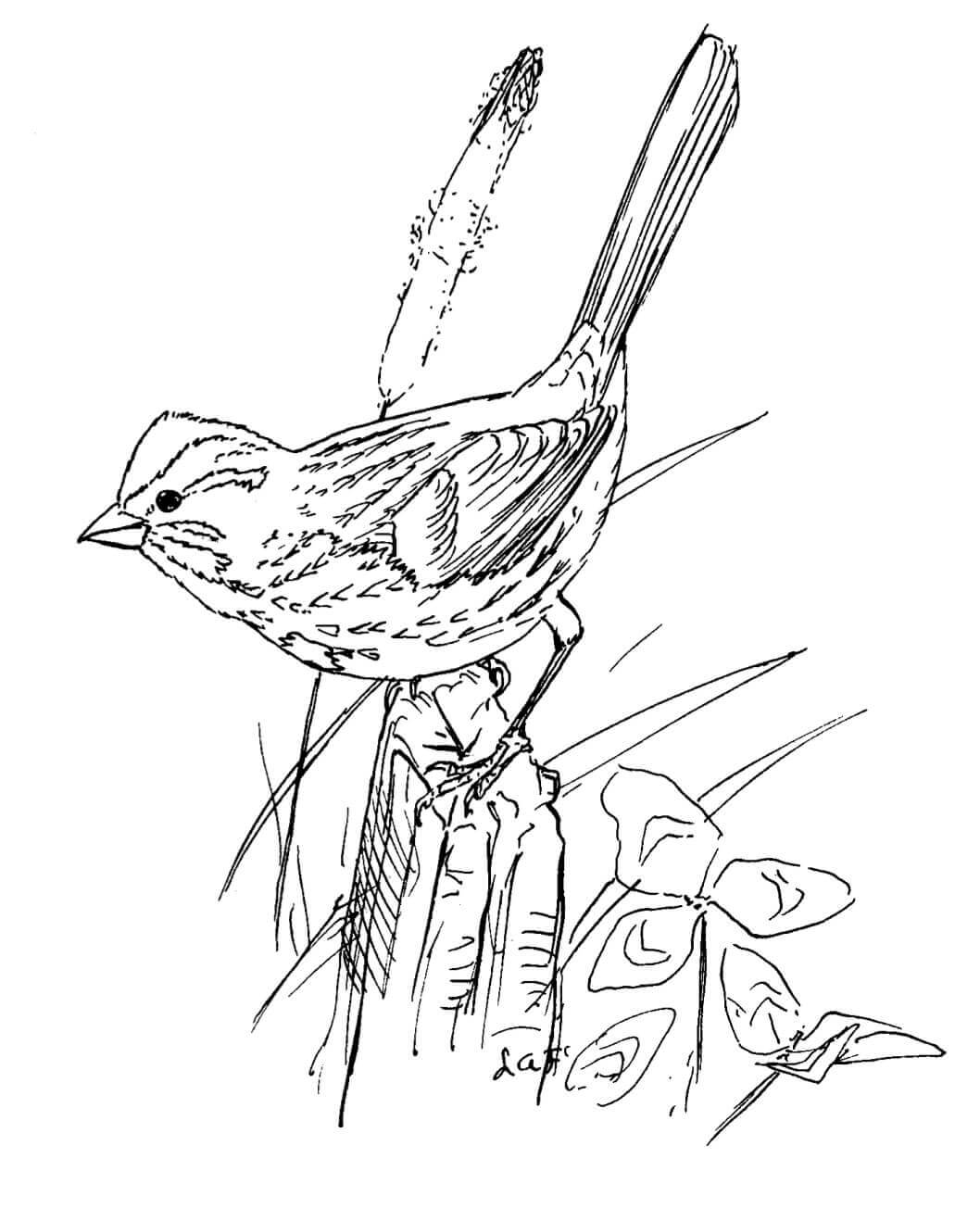 Desenhos de Pássaro Pardal Cantando para colorir