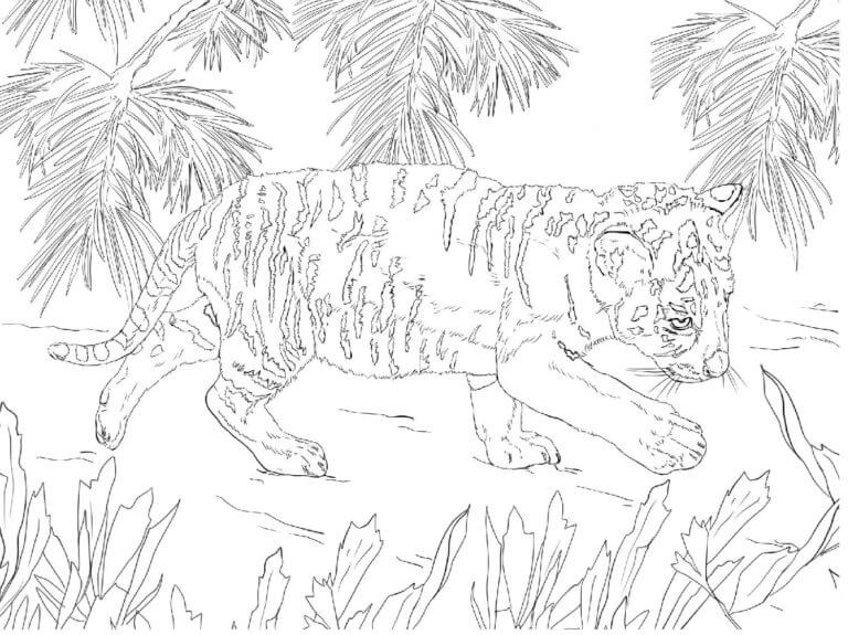 Desenhos de Tigger Filhote Na Floresta Tropical para colorir