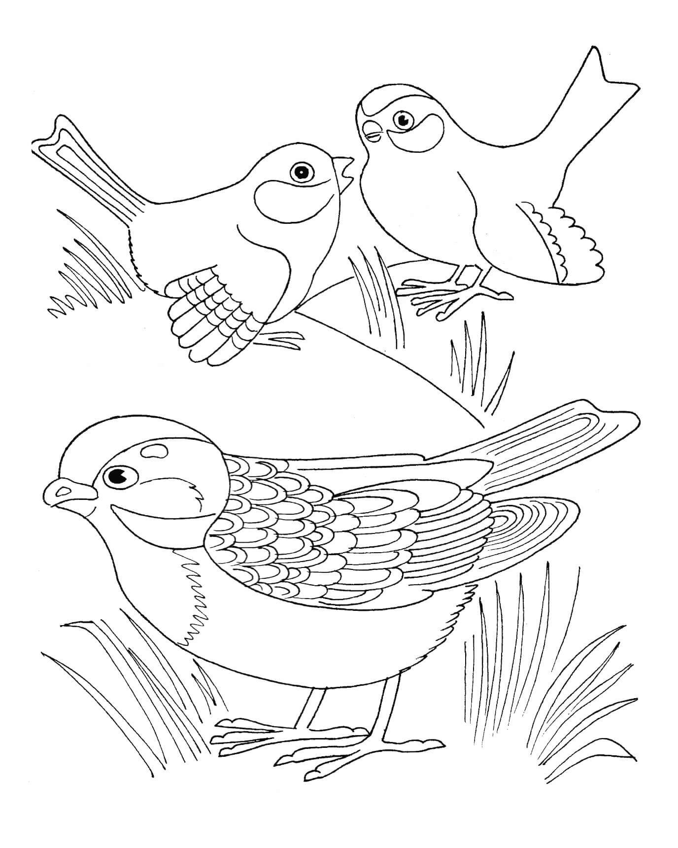 Desenhos de Três Pardais Básicos para colorir