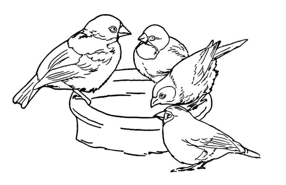 Desenhos de Três Pardais para colorir