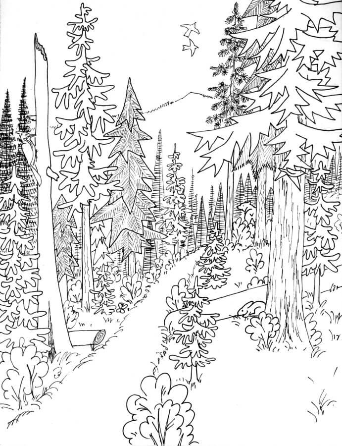 Desenhos de Trilha Florestal para colorir