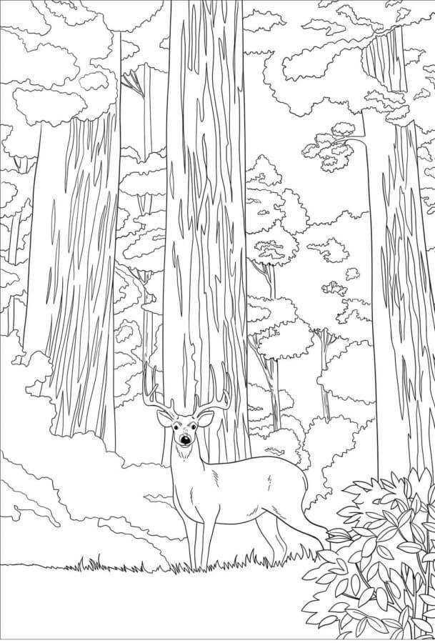 Desenhos de Um Cervo Orgulhoso No Meio De Uma Floresta Densa para colorir