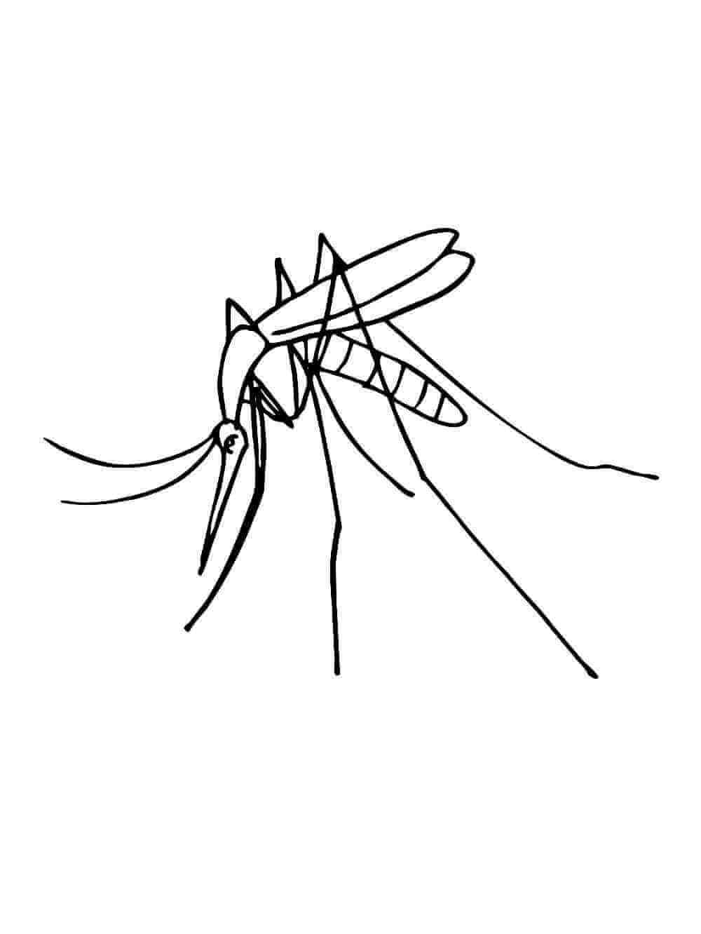 Desenhos de Mosquito 11 para colorir