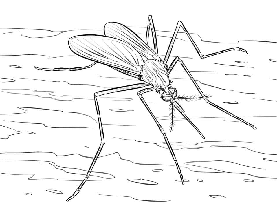 Desenhos de Mosquito 12 para colorir