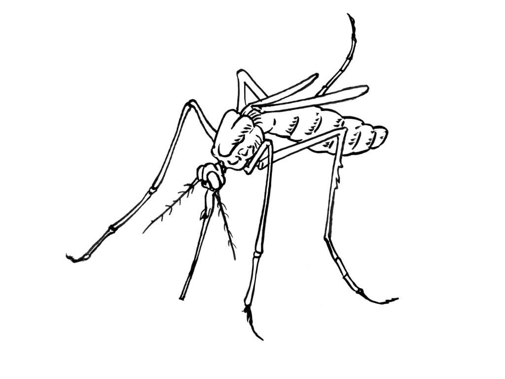 Desenhos de Mosquito 2 para colorir