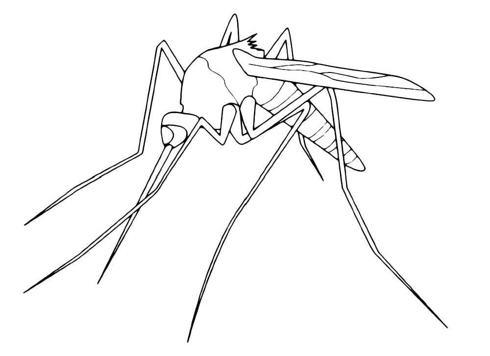 Desenhos de Mosquito 7 para colorir