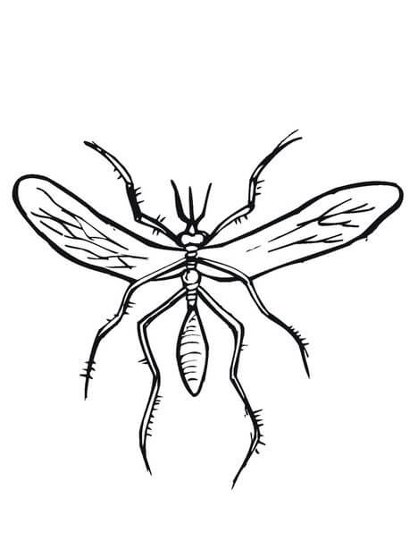 Desenhos de Mosquito Simples para colorir