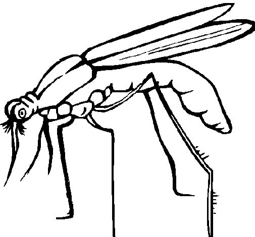 Desenho Básico De Mosquito para colorir