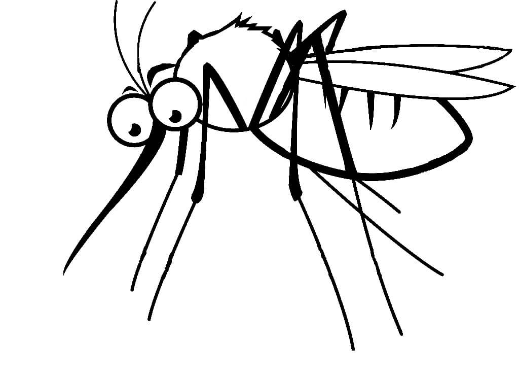 Desenhos de Desenho Normal De Mosquito para colorir