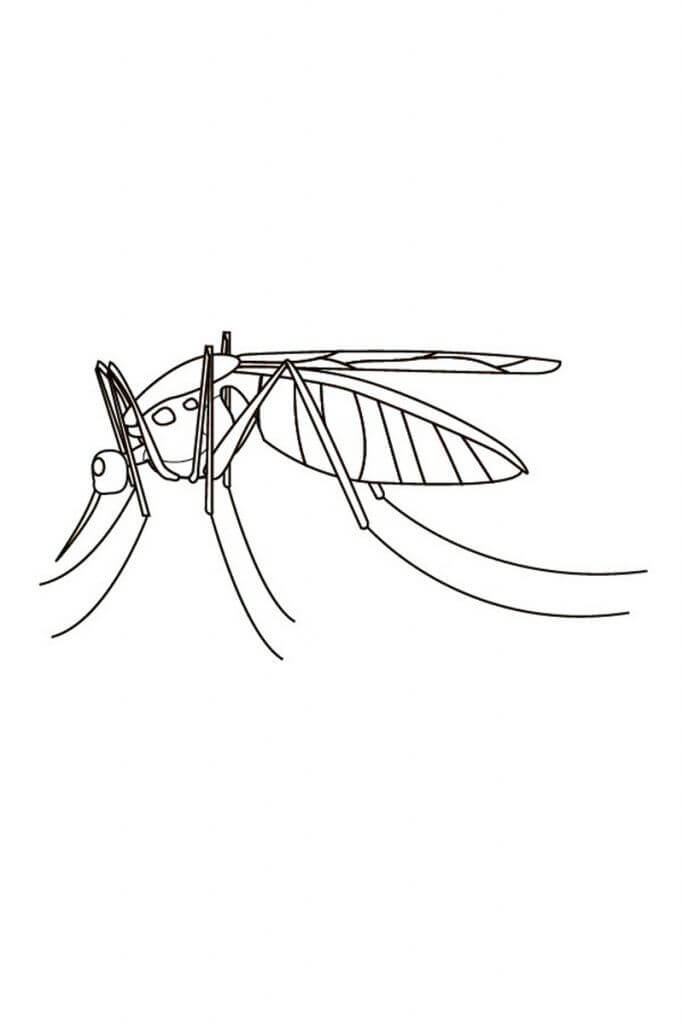 Desenhos de Fotos Grátis De Mosquitos para colorir
