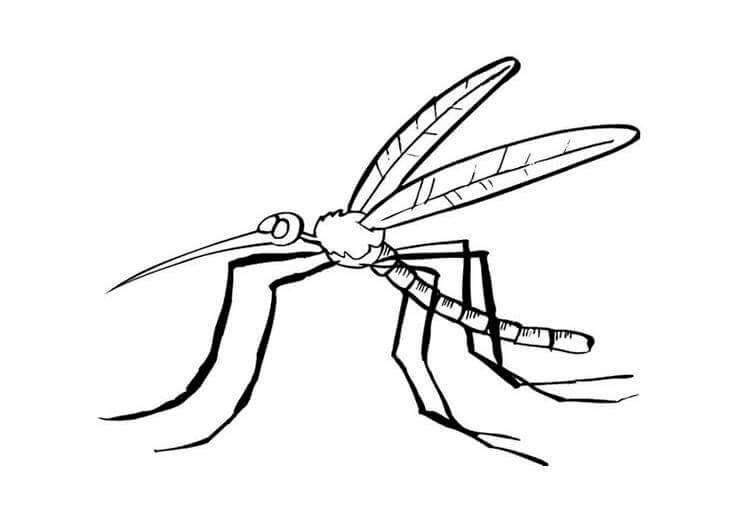 Imagens Grátis De Mosquitos para colorir