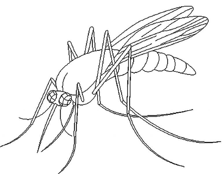 Mosquito De Desenho Simples para colorir